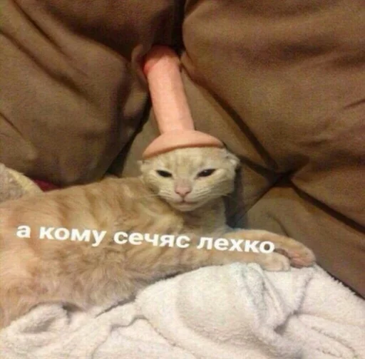 животное кошка млекопитающее