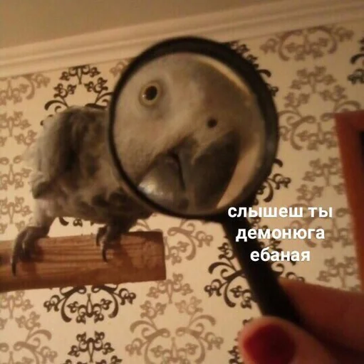 животное комнатный птица