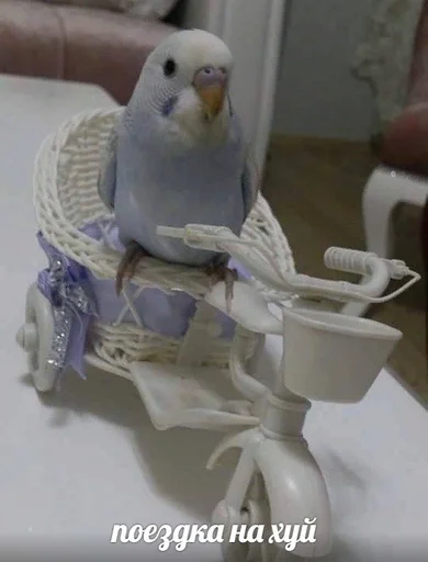 попугай птица животное