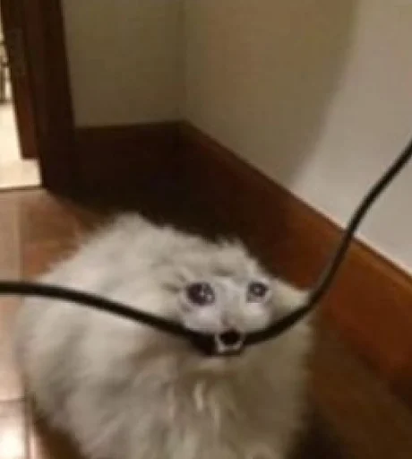 комнатный кошки малого и среднего размера животное