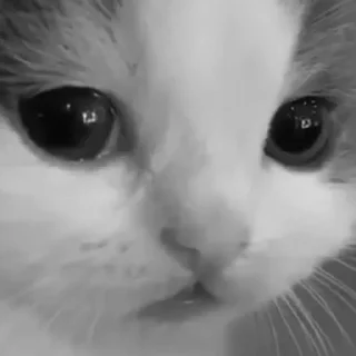 Стикер mine little private pack (@frogform) - 0