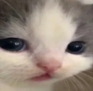 Стикер mine little private pack (@frogform) - 7