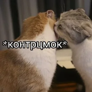 Стикер mine little private pack (@frogform) - 5