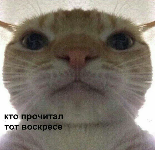 Папина гордость - text