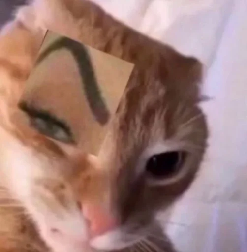 small to medium-sized cats felidae cat