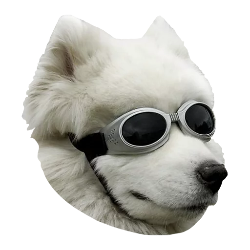 goggles pet dog breed