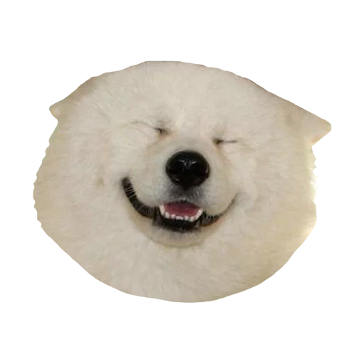 animal white dog