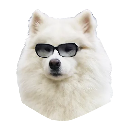 samoyed dog - animal