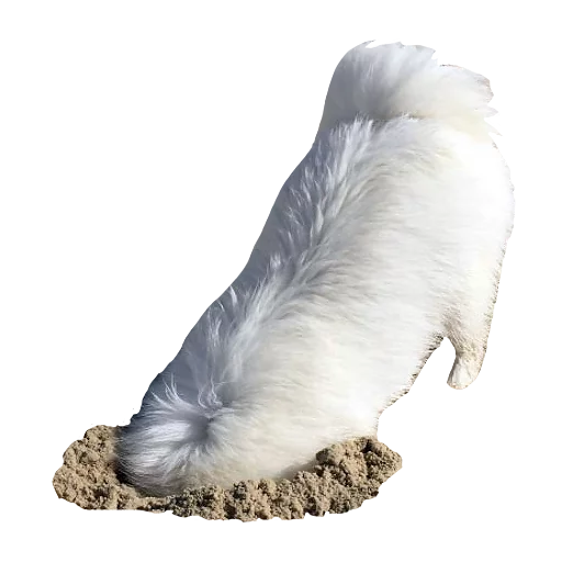 animal white bird