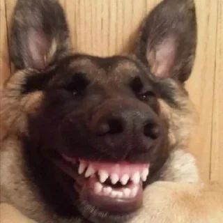 Sticker солянка - 3