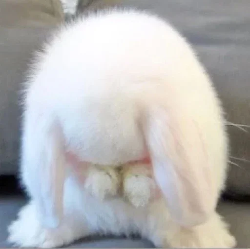 Sticker sanchesshit - 1