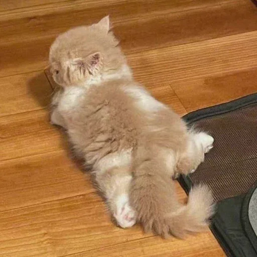 Sticker sanchesshit - 1