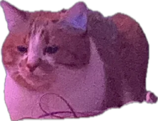 Стикер котопесник - 9