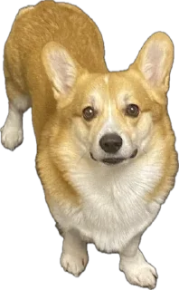 Стикер котопесник - 7