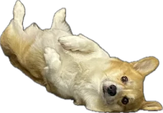 Стикер котопесник - 2