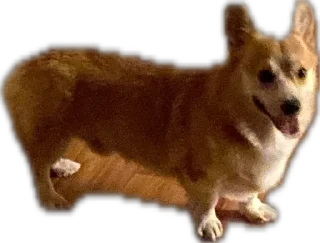 Стикер котопесник - 5