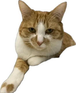 Стикер котопесник - 1