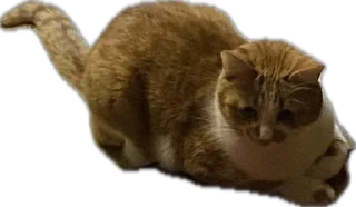 Стикер котопесник - 10