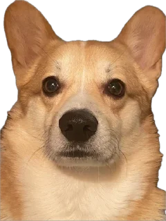 Стикер котопесник - 0