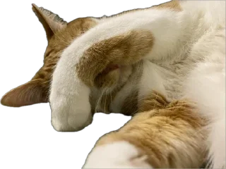 Стикер котопесник - 6