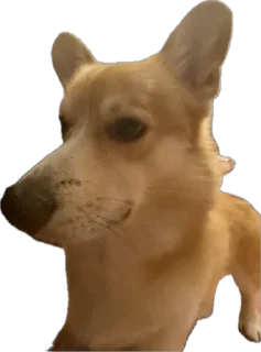 Стикер котопесник - 8