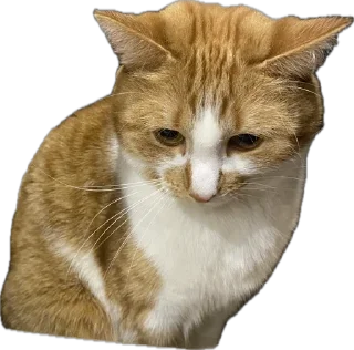 Стикер котопесник - 11