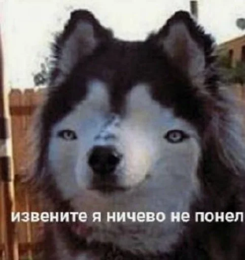 Sticker Zhureks :: @fStikBot - 8