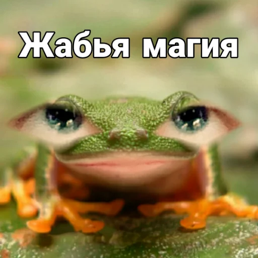 animal frog amphibian