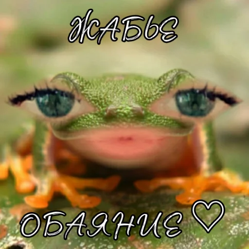 animal frog amphibian