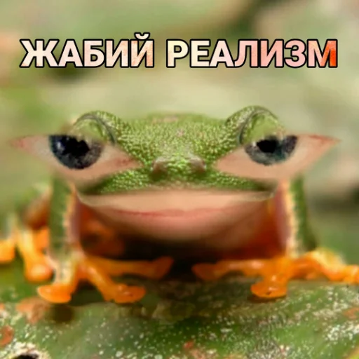 animal frog amphibian