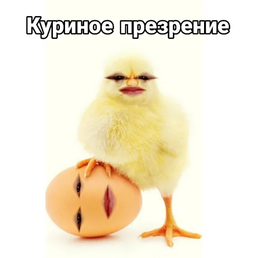 gallinaceous bird chicken bird