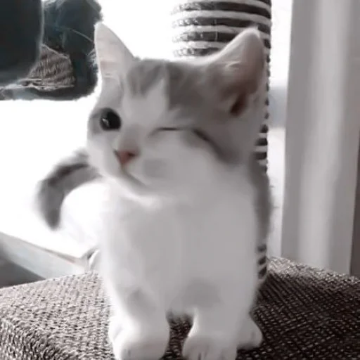 mammal domestic cat animal