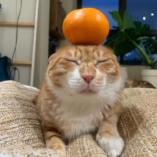 Sticker sansanmaoer - 1