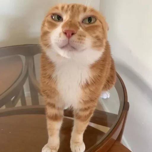 Sticker sansanmaoer - 1