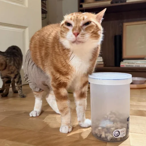 Sticker sansanmaoer - 1