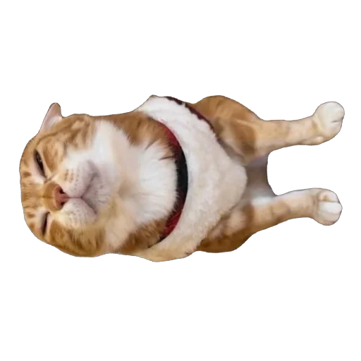 Sticker sansanmaoer - 1