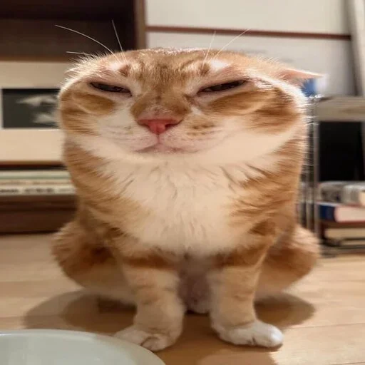 Sticker sansanmaoer - 1