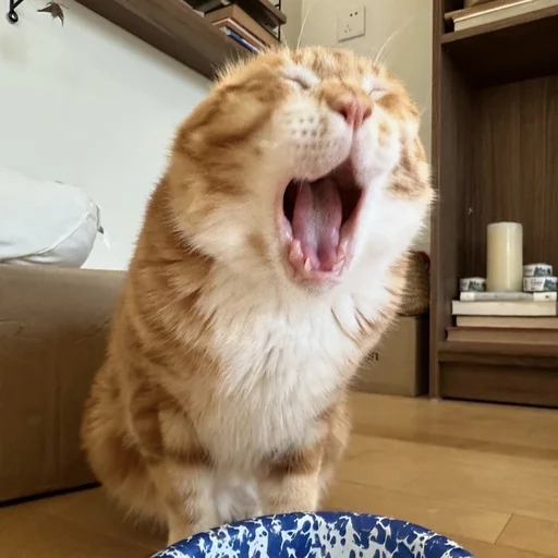 Sticker sansanmaoer - 1