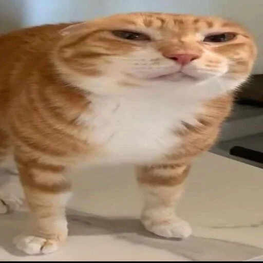 Sticker sansanmaoer - 1