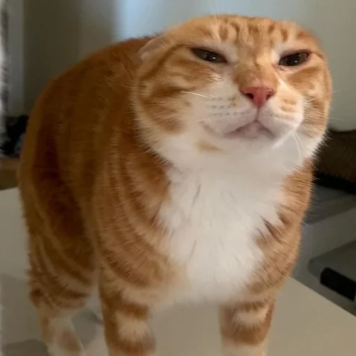 Sticker sansanmaoer - 1