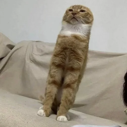 Sticker sansanmaoer - 1