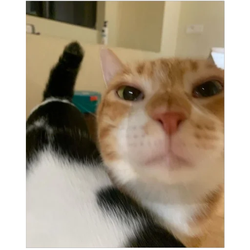 Sticker sansanmaoer - 1