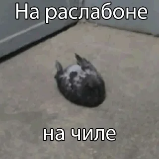 Стикер Лысый из Нибиру - 1