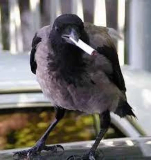 Стикер sanyaprod - 1