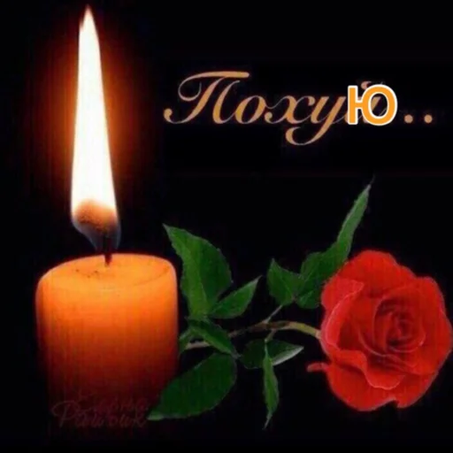 wax still life photography flower