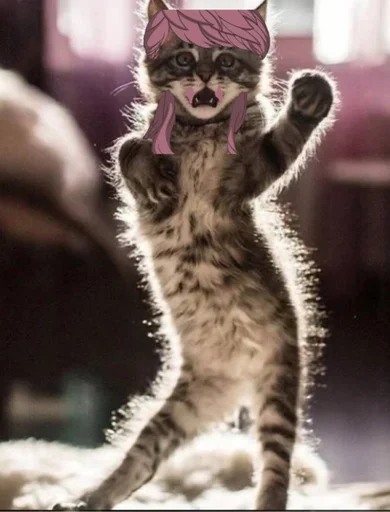 animal mammal felidae