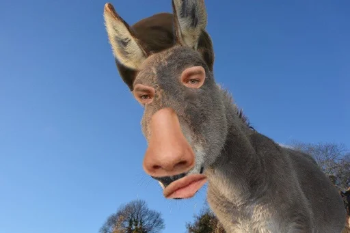 млекопитающее животное небо