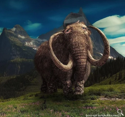 млекопитающее животное небо