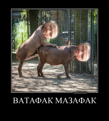 animal mammal ground