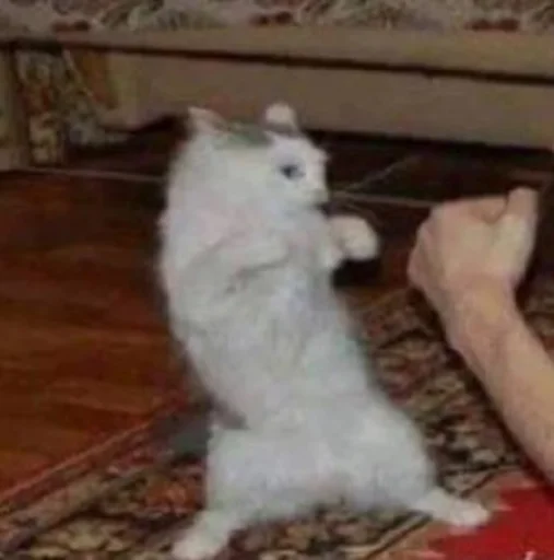 млекопитающее животное домашнее животное